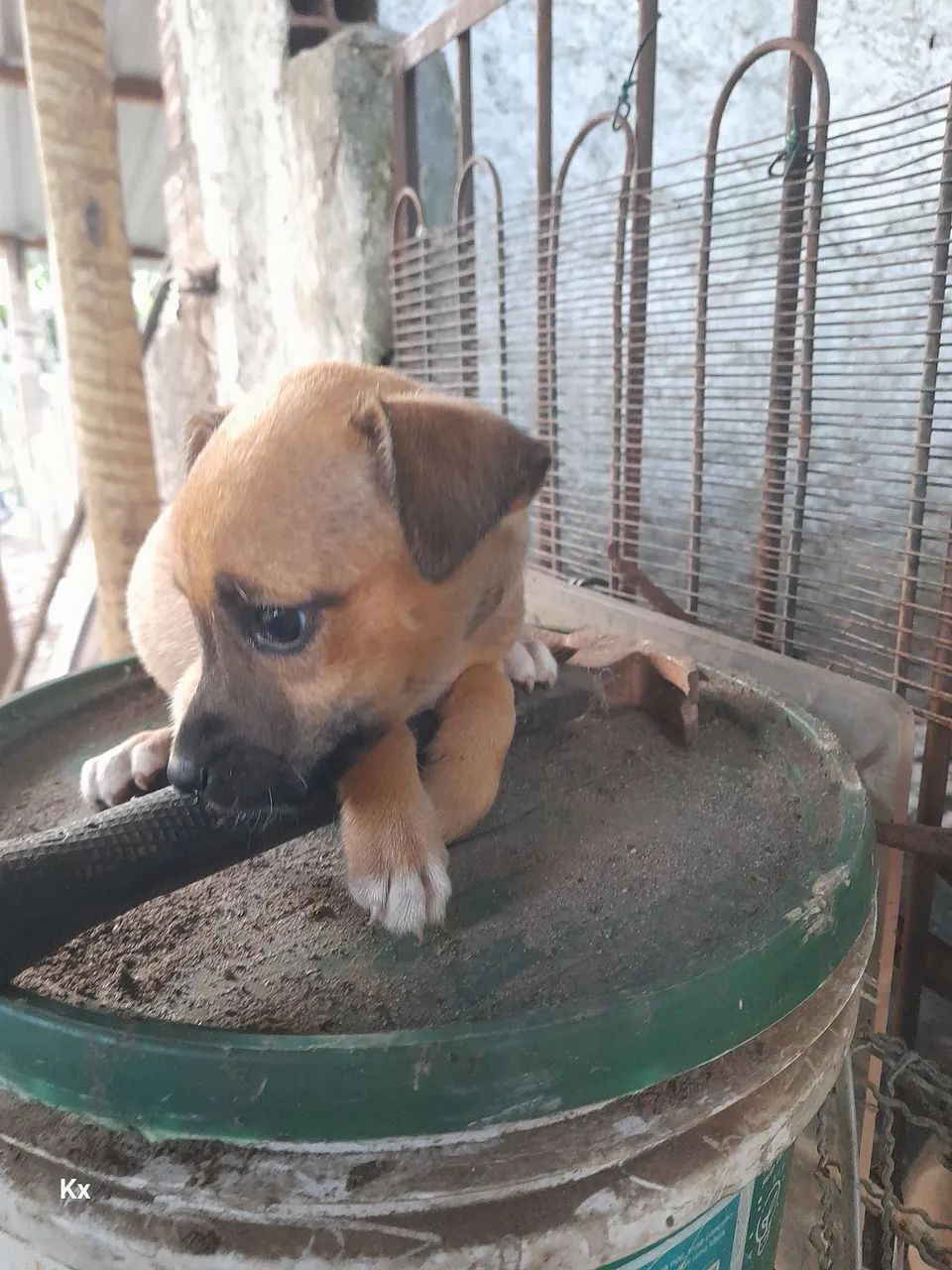 Doação cachorro  - Foto 3