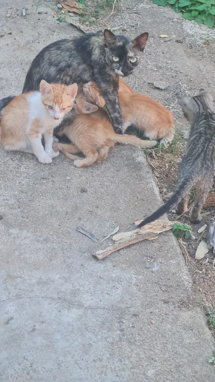 Doação de gato - Foto 4