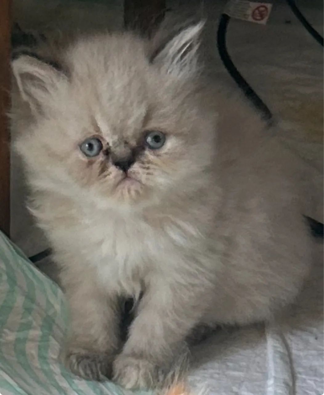 Gatinhos persa - Foto 3