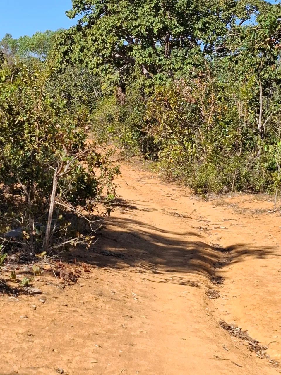 Fazendinha primavera  - Foto 2