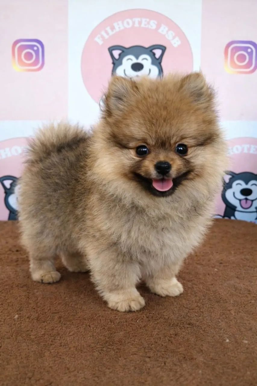 Lulu da Pomerânia - Macho - Pedigree CBKC - 10x s/ no cartão com Garantia - Foto 3