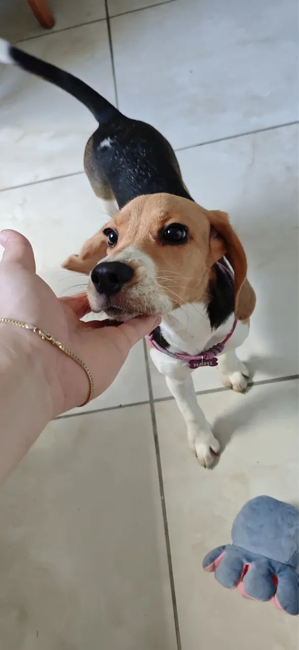 ? BEAGLE FÊMEA 13 POLEGADAS - 5 MESES ? - Foto 3