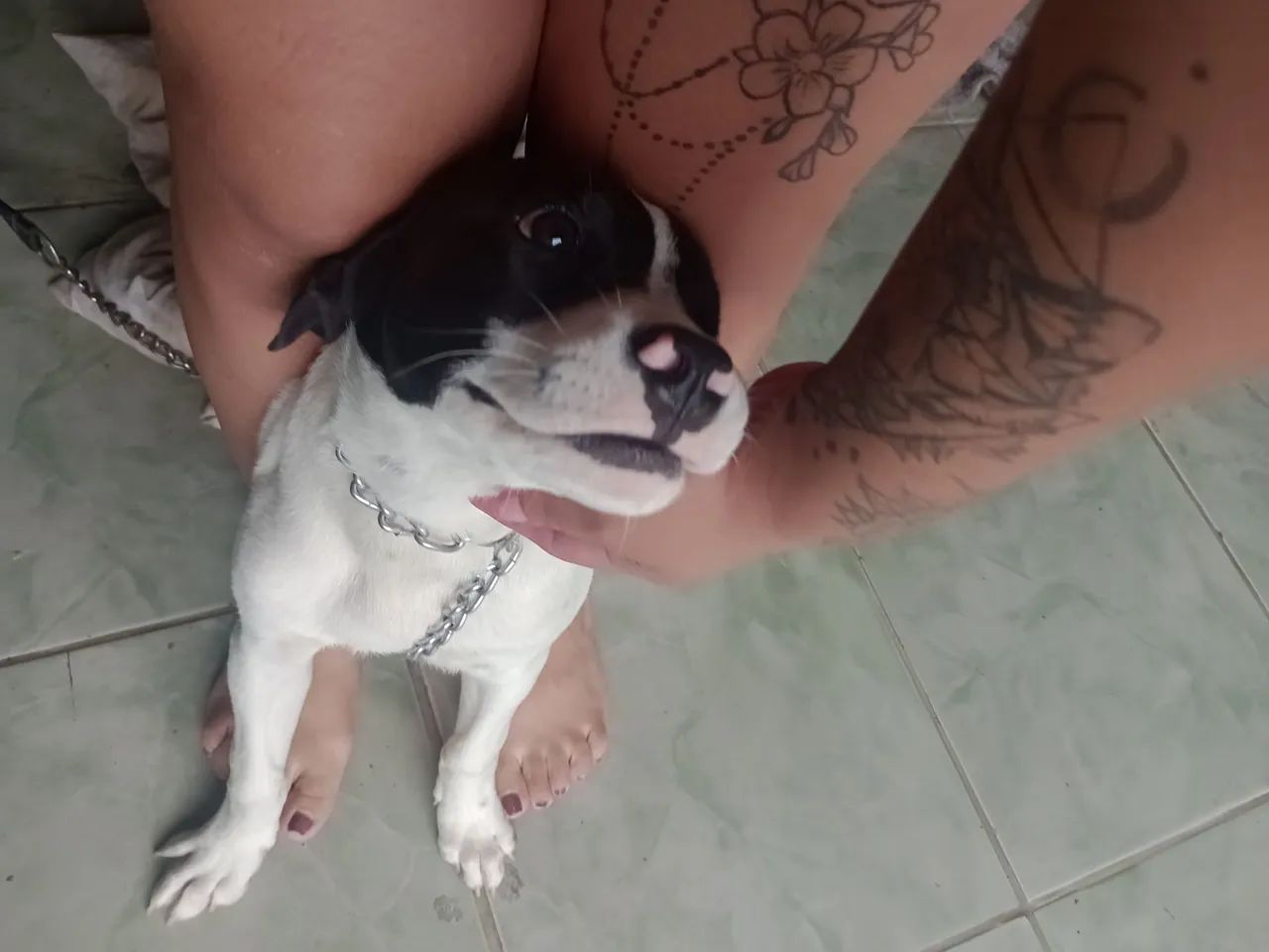 Doa se mestiço de pittbul