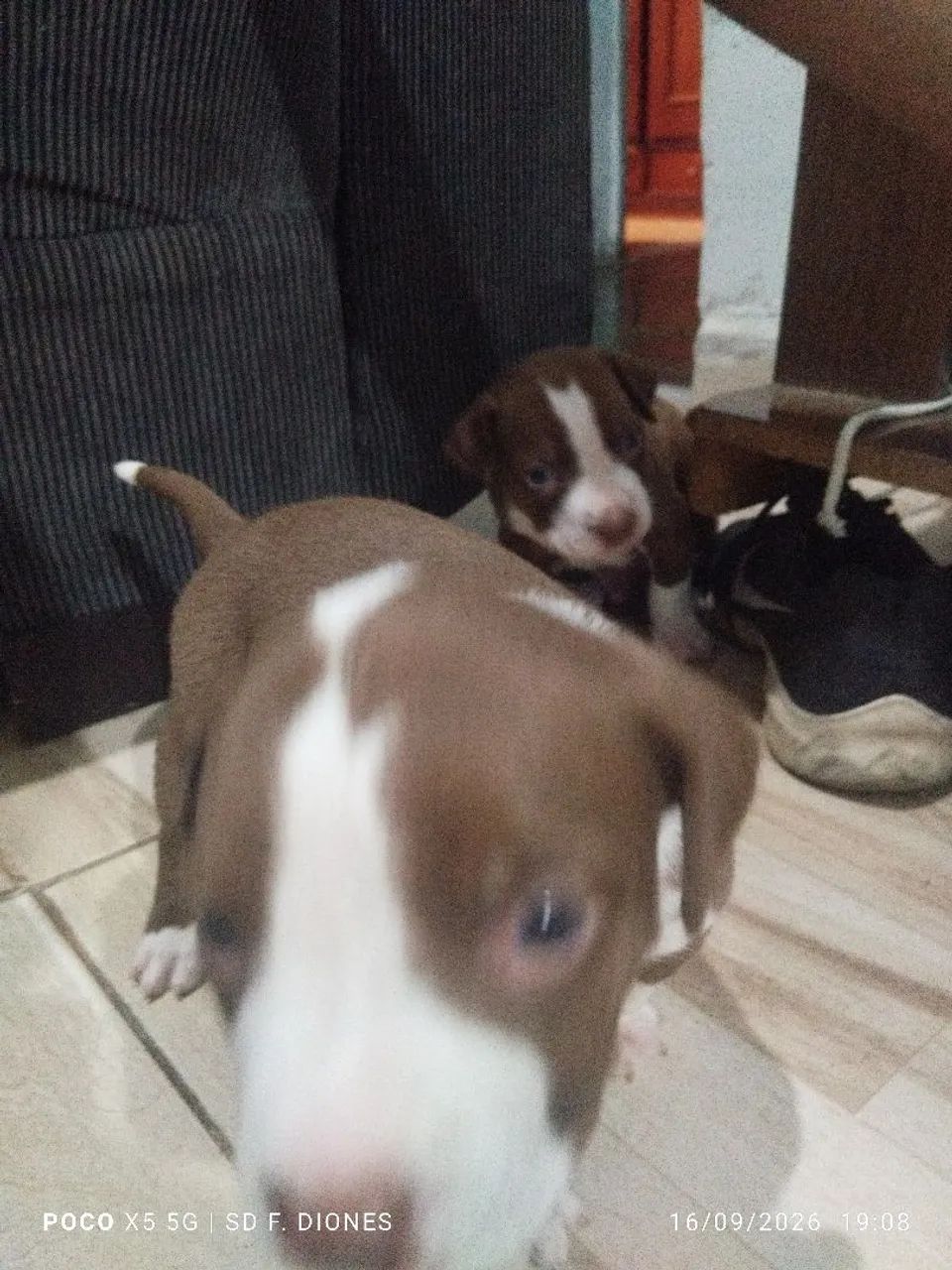 Filhote de Pit Bull  - Foto 3