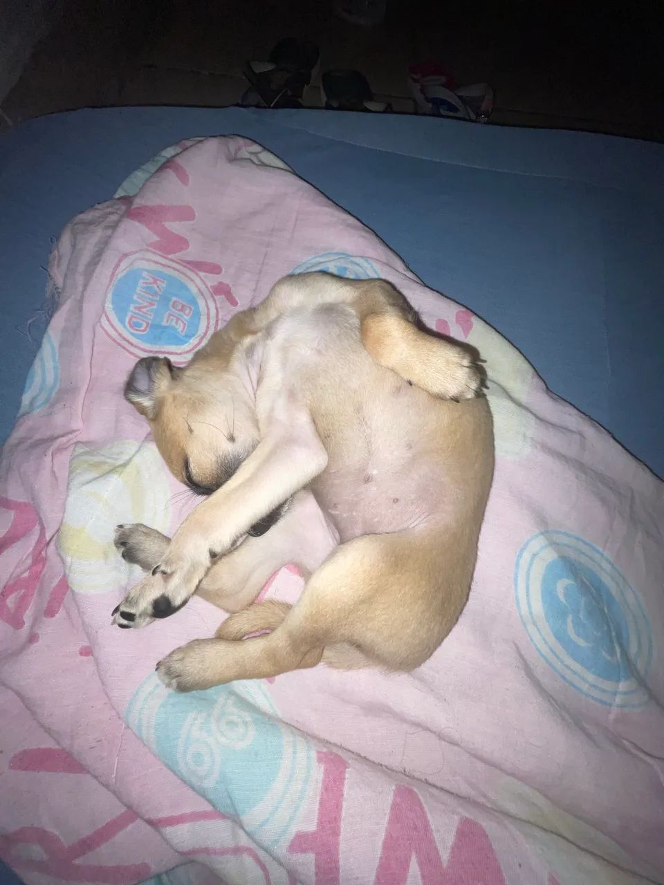 Doação de filhote  - Foto 2