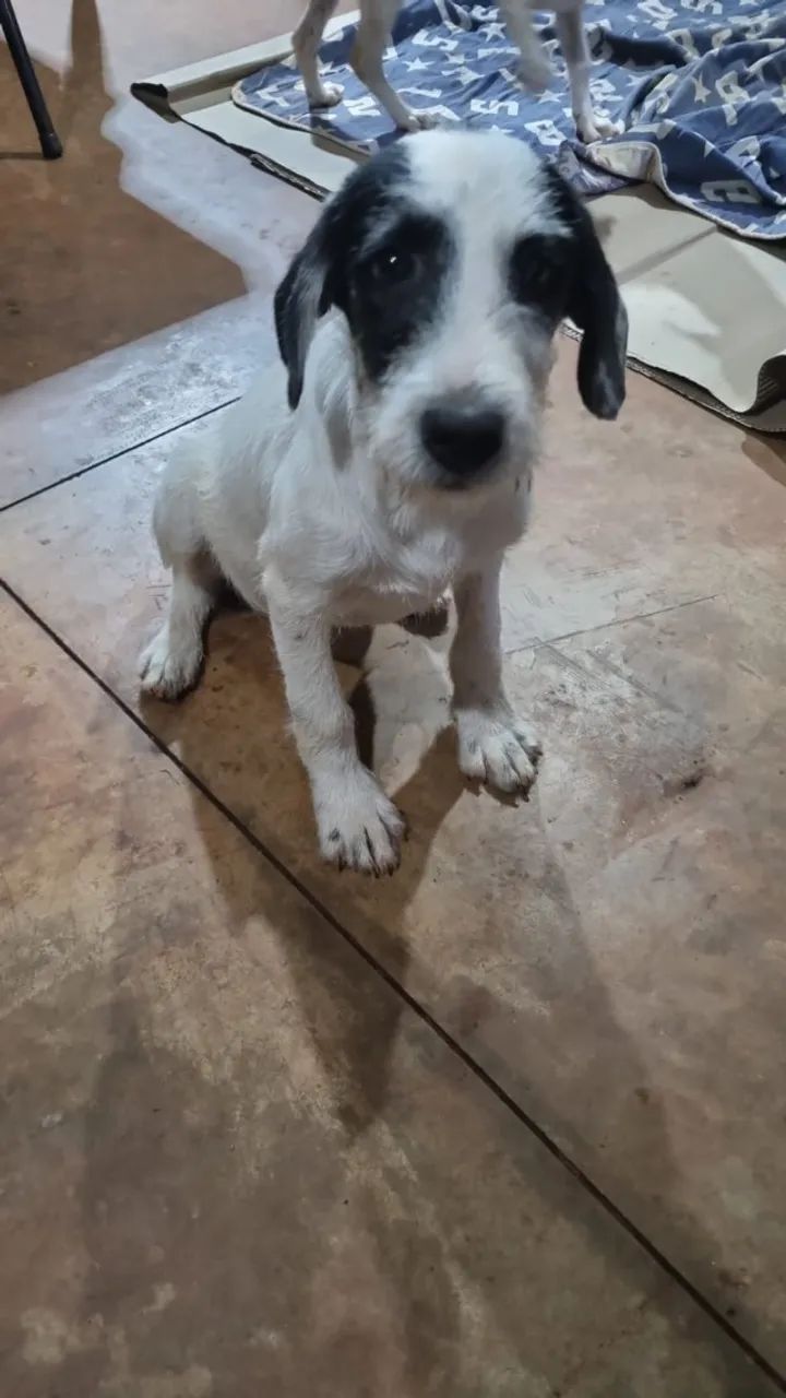 ADOÇÃO RESPONSÁVEL - Foto 2
