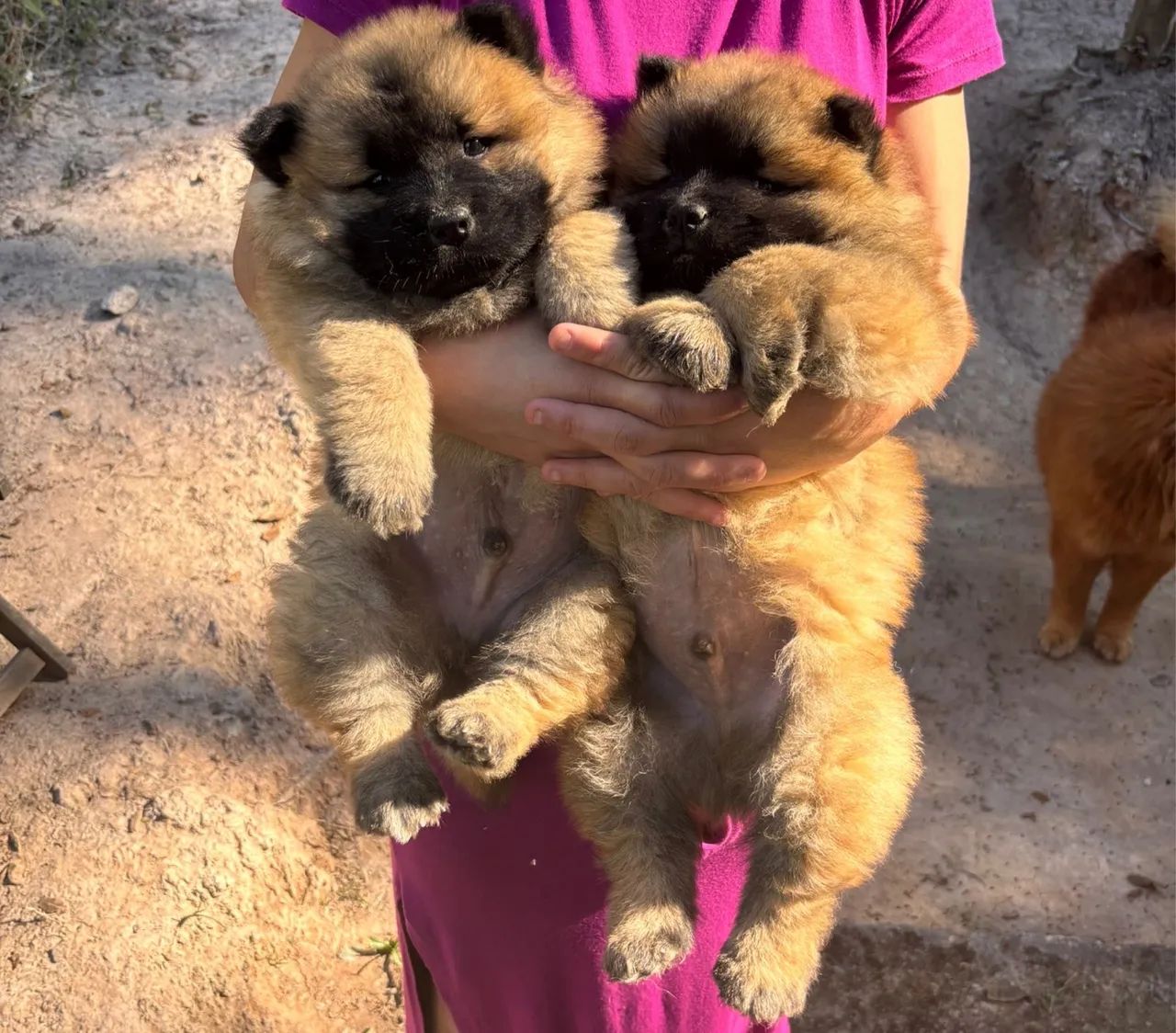 Chow Chow  - Foto 3