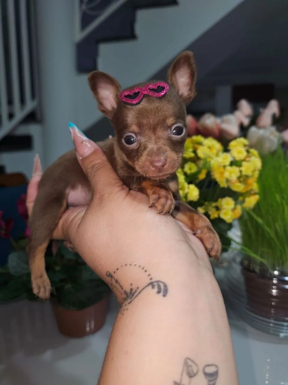 Pinscher machos zero  - Foto 2