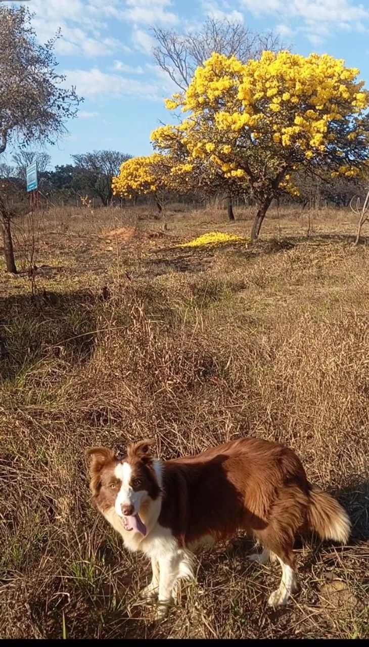 Border collie - Foto 5