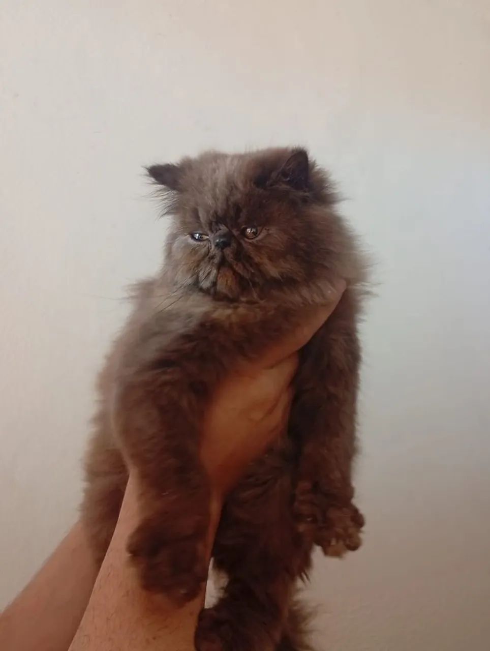 Gato Persa Macho  - Foto 2