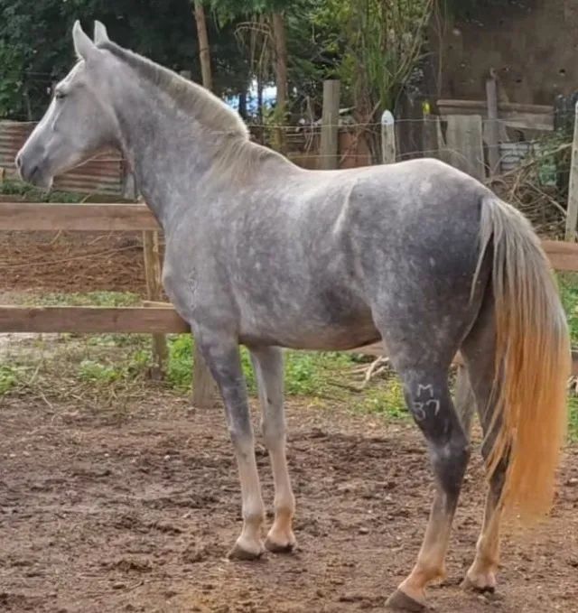 VENDO ÉGUA MANGALARGA REGISTRADA