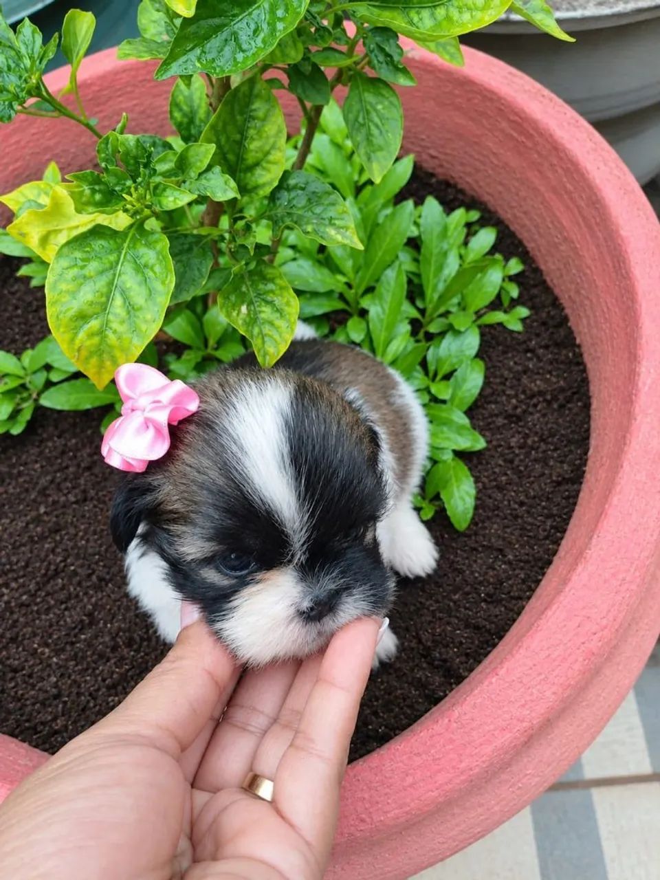 麻布Shizuhiページ Shih-tzu Fêmea e a menorzinha da ninhada! - Cachorros - Três