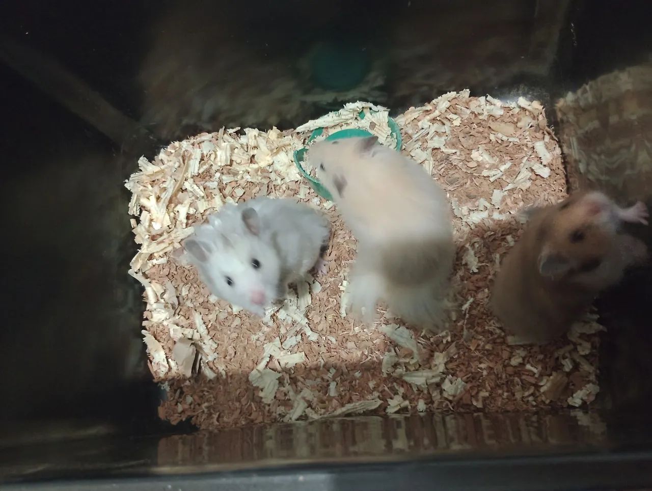 Hamster  - Foto 2