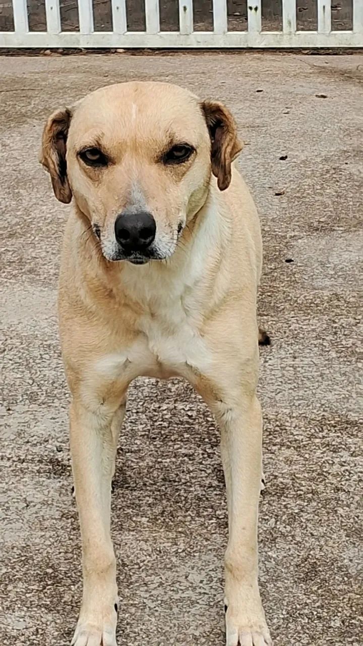 Cadela Castrada - Foto 3