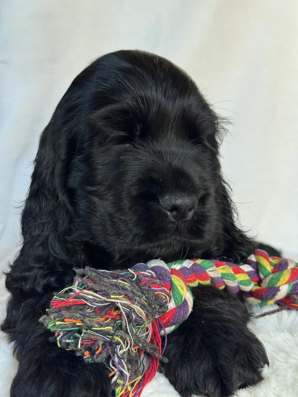 Cocker Spaniel Inglês  - Foto 4