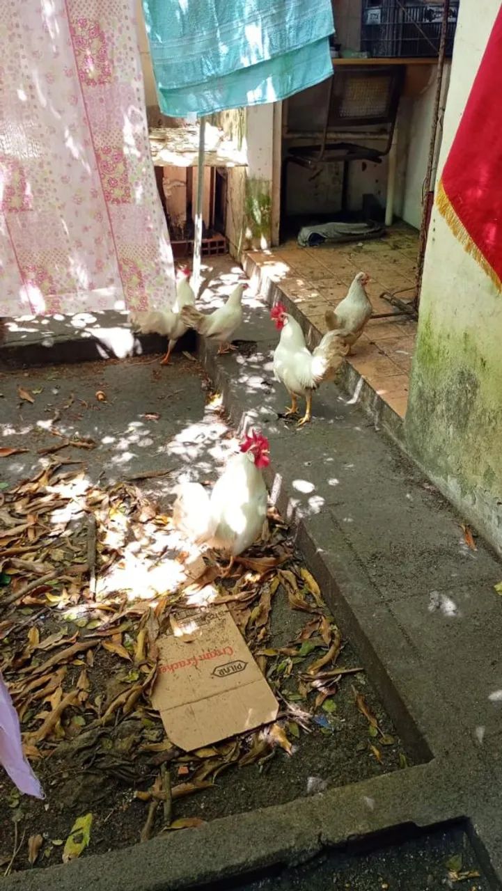 3 Galos e 3 galinhas ? - Foto 3