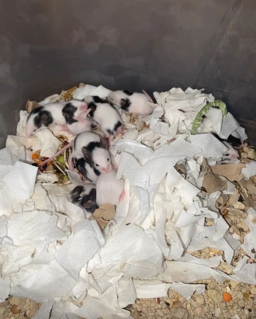 Topolinos/Camundongos - Foto 2