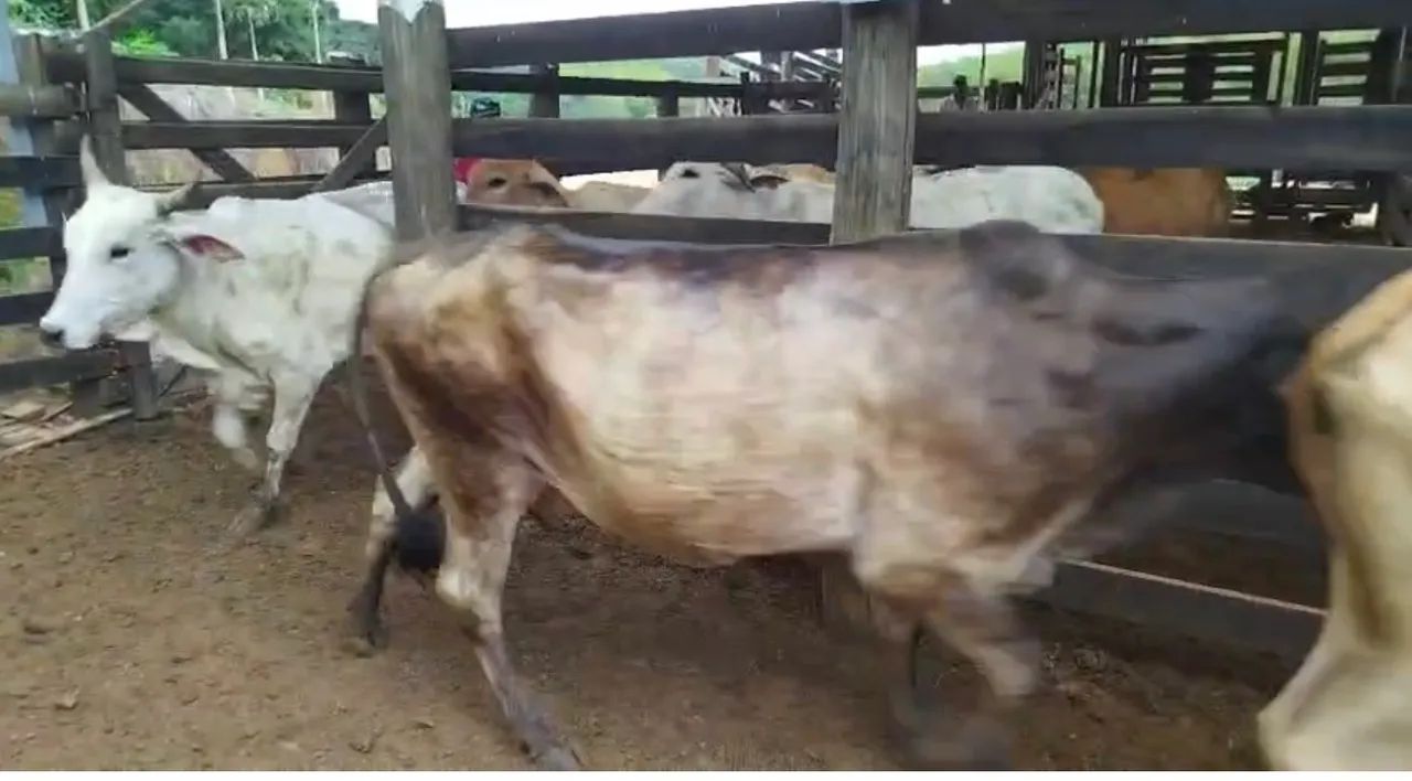 Vacas cruzadas - Foto 5