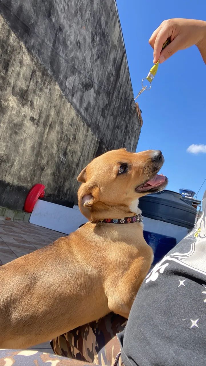 Cachorro