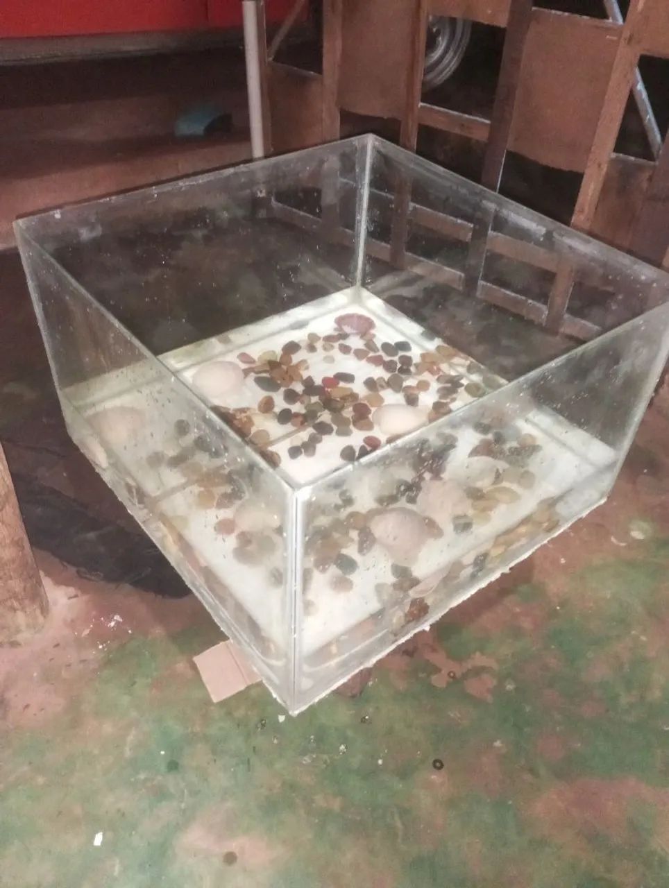 Aguario 