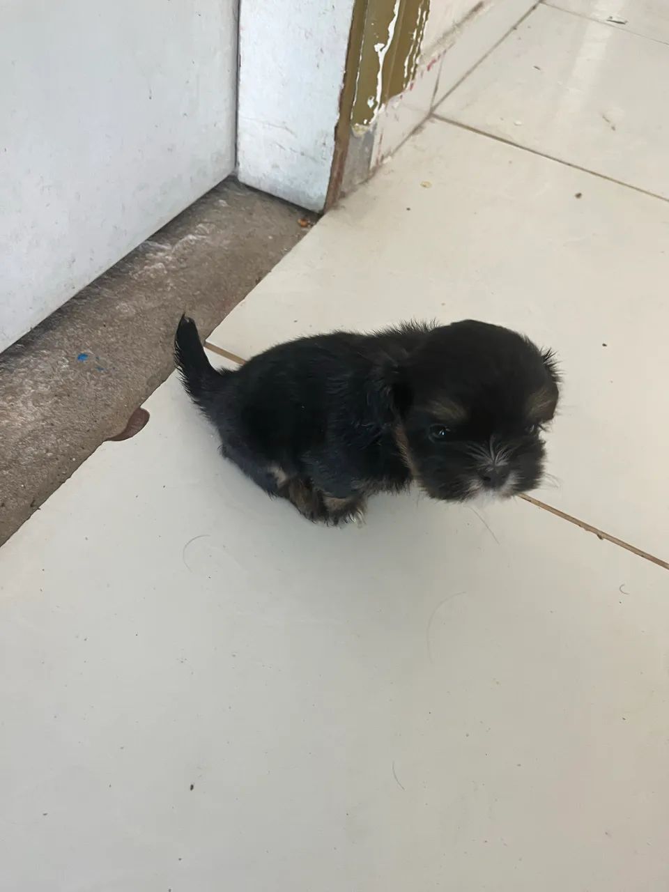 Cachorro shitzu  - Foto 3