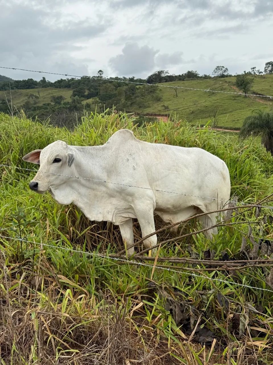 Bezerro Nelore P.O - Foto 5