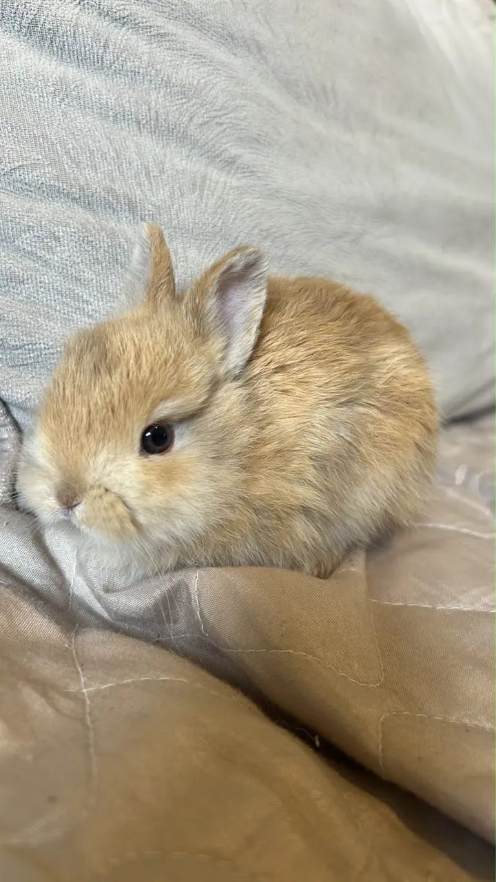 Nederland dwarf coelho anao - Foto 4