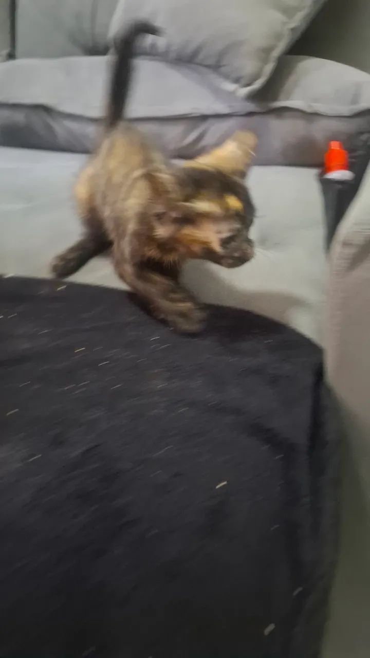 gato persa adoção consciente - Foto 5