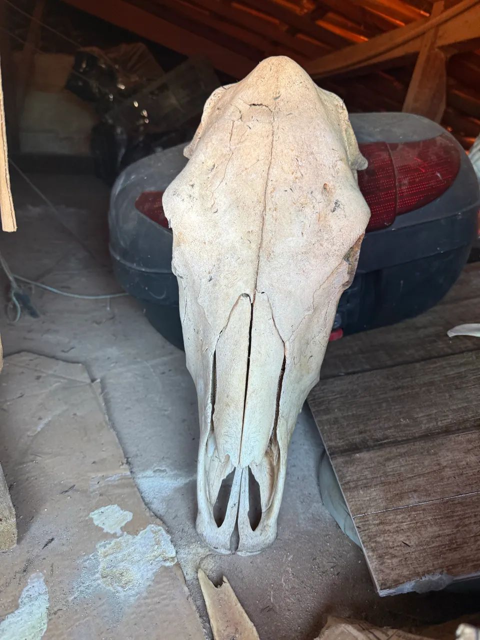 Tronfeu cabeça de vaca decoração  - Foto 2