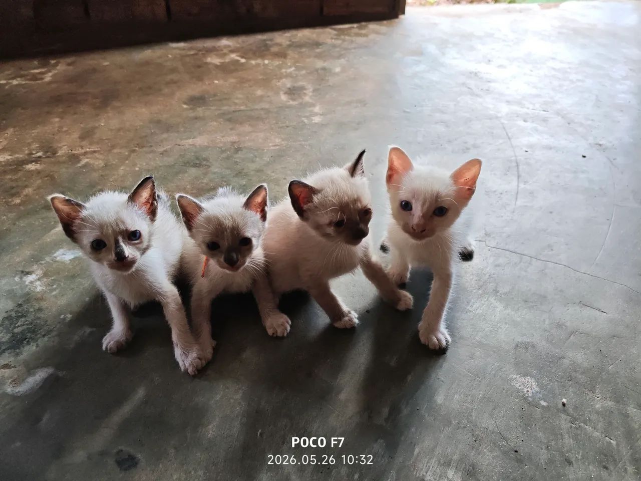 Adote um gatinho  - Foto 3
