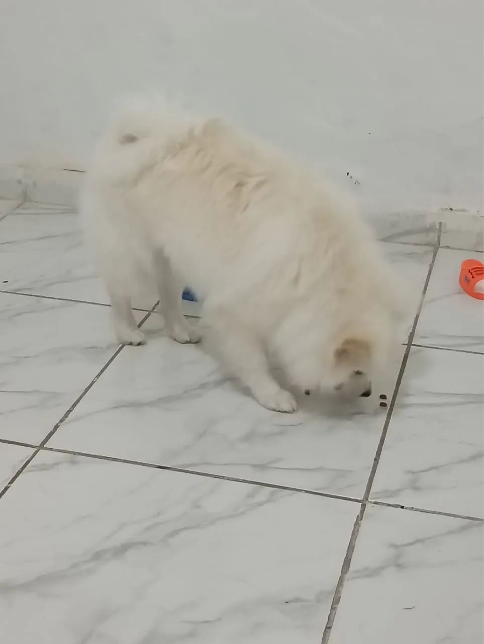 Cachorro  - Foto 5