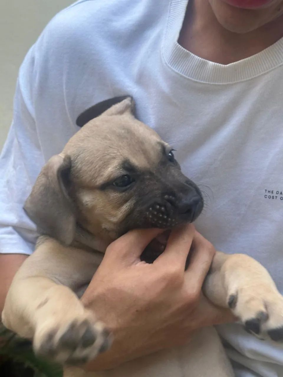 Vende-se cachorra Pit Bull 