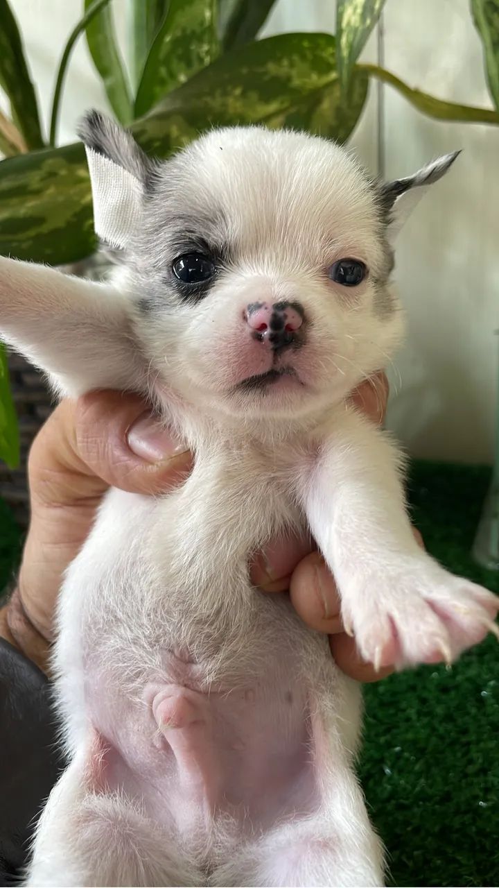  Chihuahua  - Foto 4