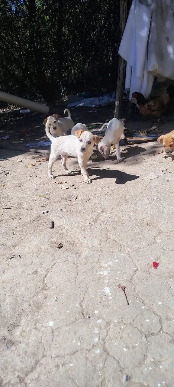 Doação de Cachorros  - Foto 3