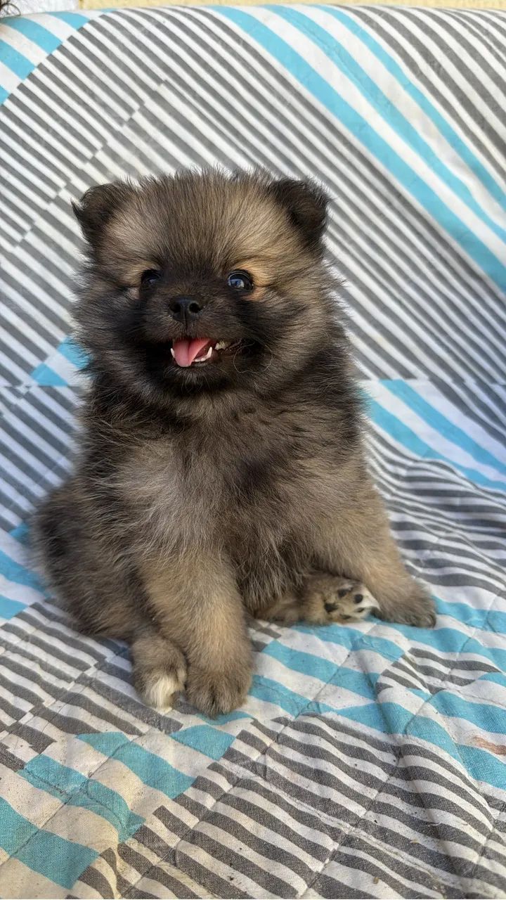 Spitz Alemão  - Foto 4