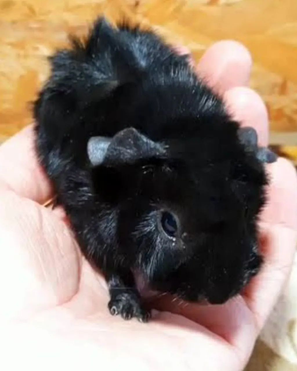 Porquinho da índia 