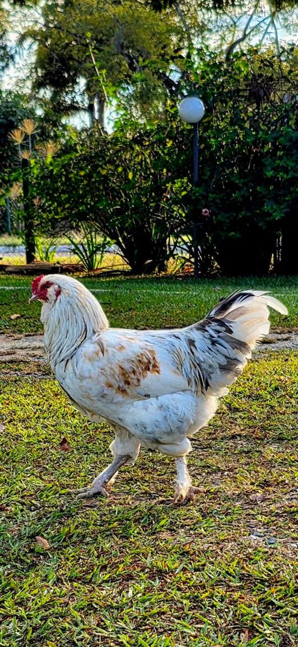 Galo da genetica de ovos verdes.