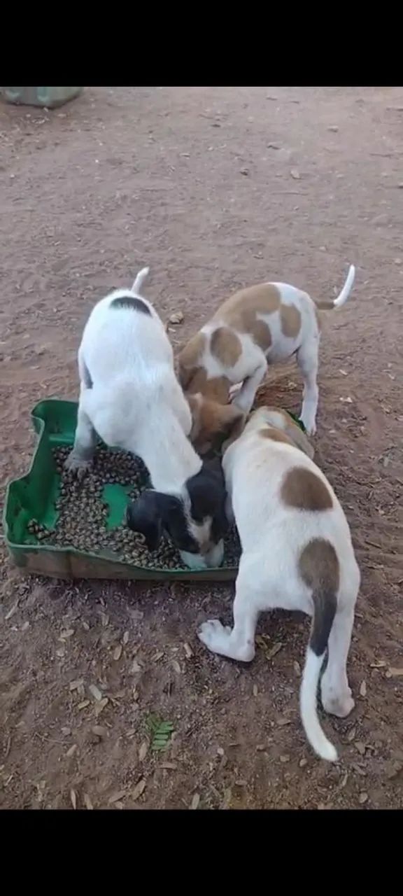 Cachorro americano  - Foto 2