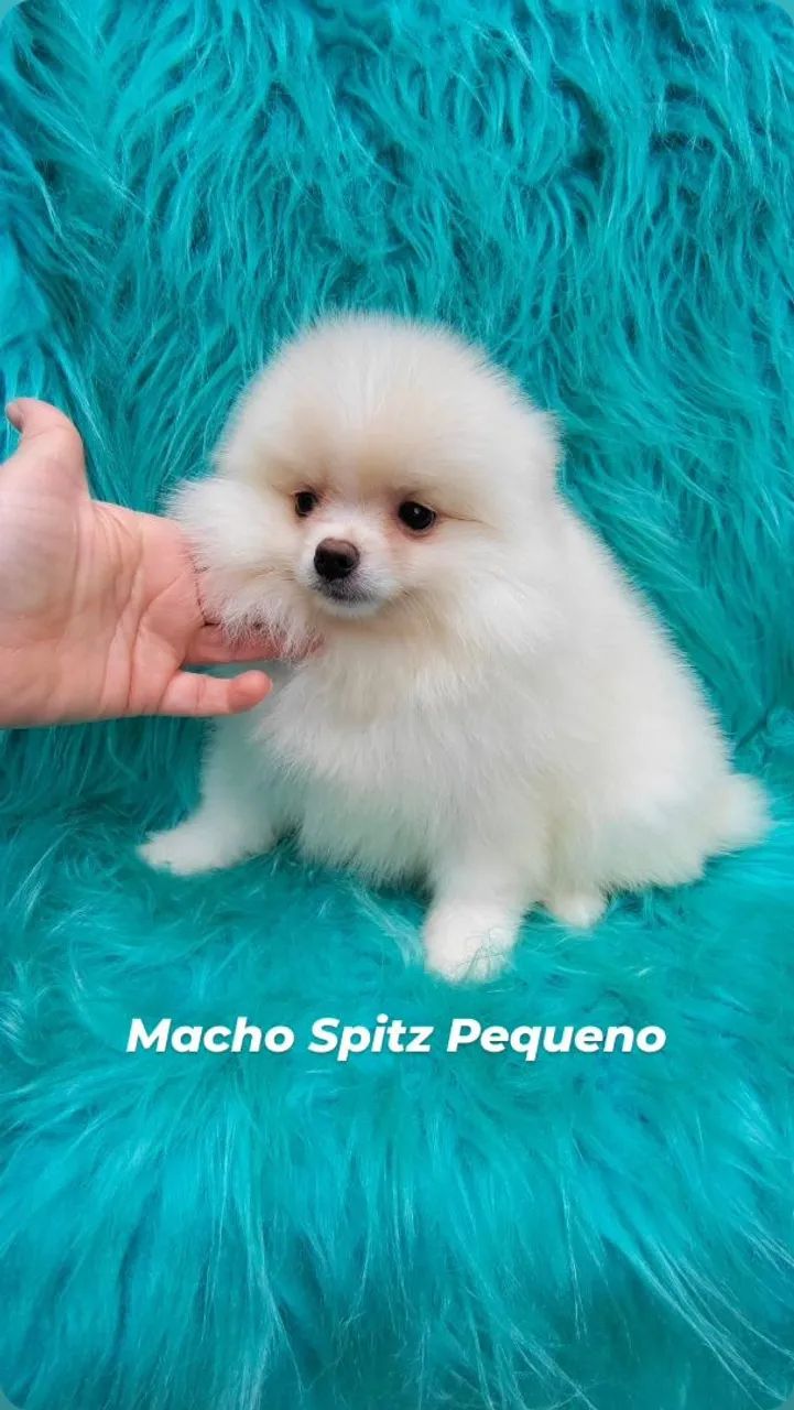 Macho Spitz alemão 