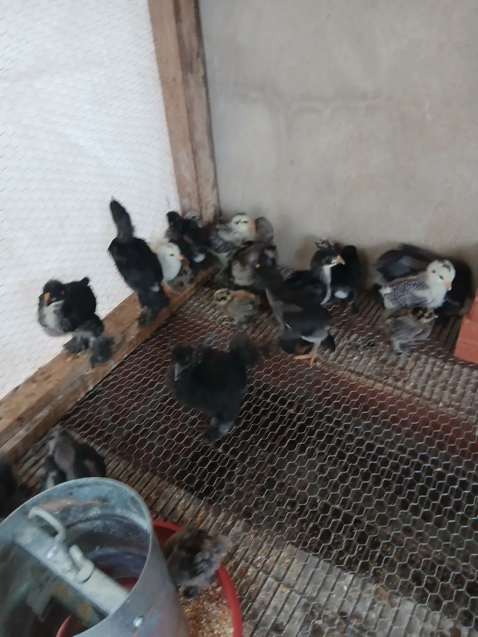 Pintinho  - Foto 2
