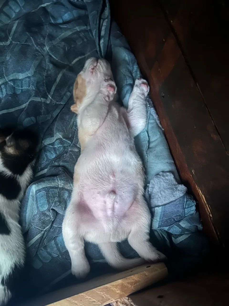 Filhotes Beagle  - Foto 2