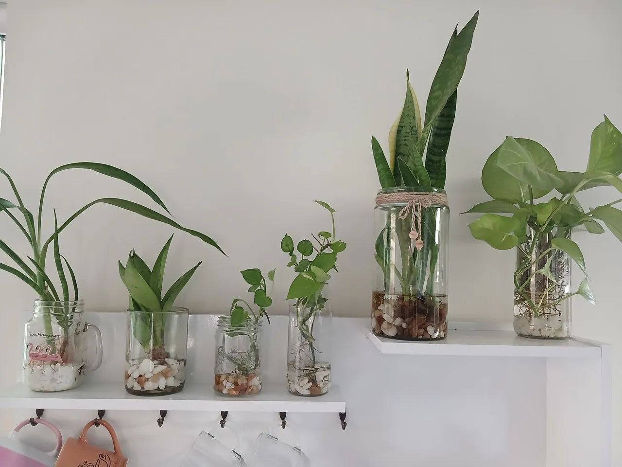 Plantas  - Foto 2