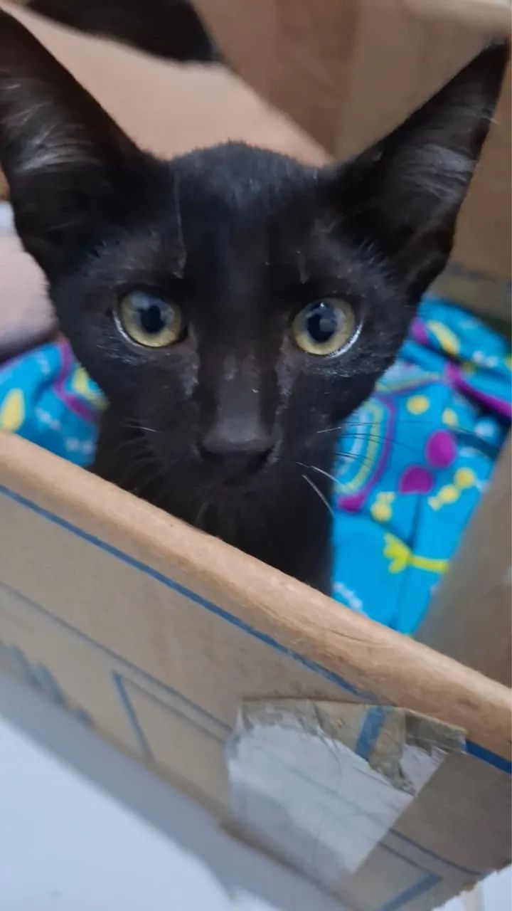 Para adoção castração garantida entrego 