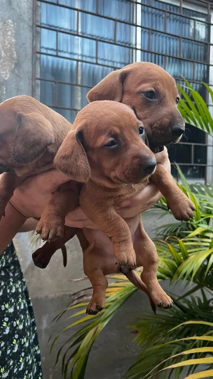 Filhotes de Dachshund - Foto 3