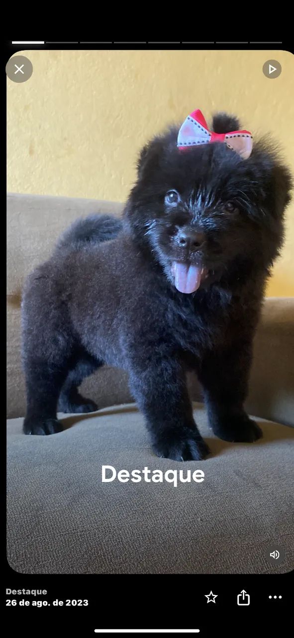 Filhotes de chow chow disponível  - Foto 4