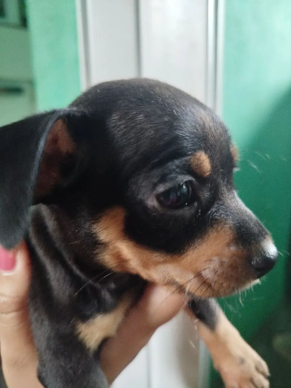 Pinscher  - Foto 3