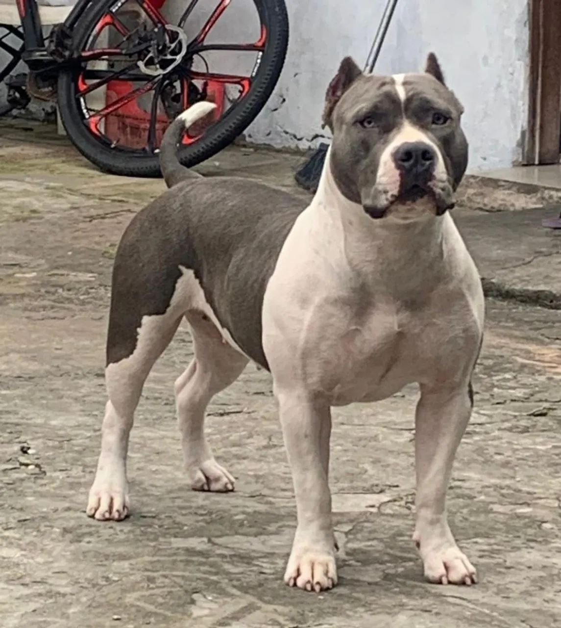 Filhotes de pit monster com pedigree  - Foto 5