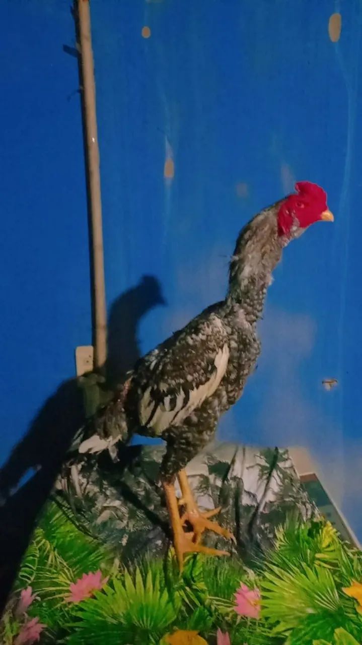 Galos mura 