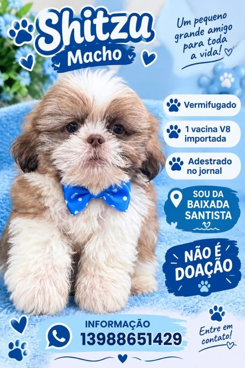 Shitzu macho  - Foto 4