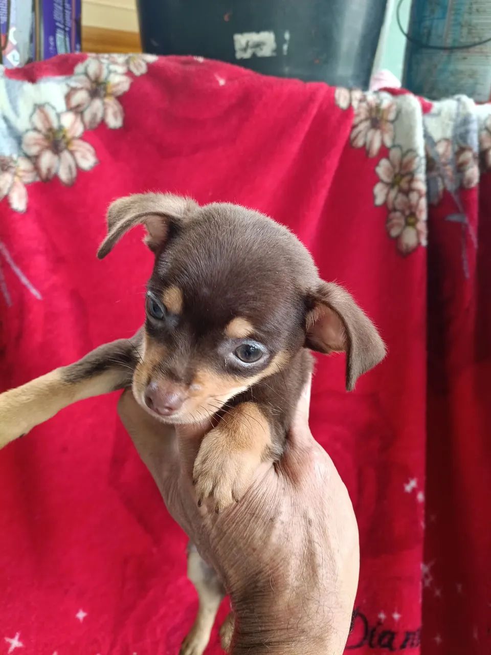 Pinscher  - Foto 4